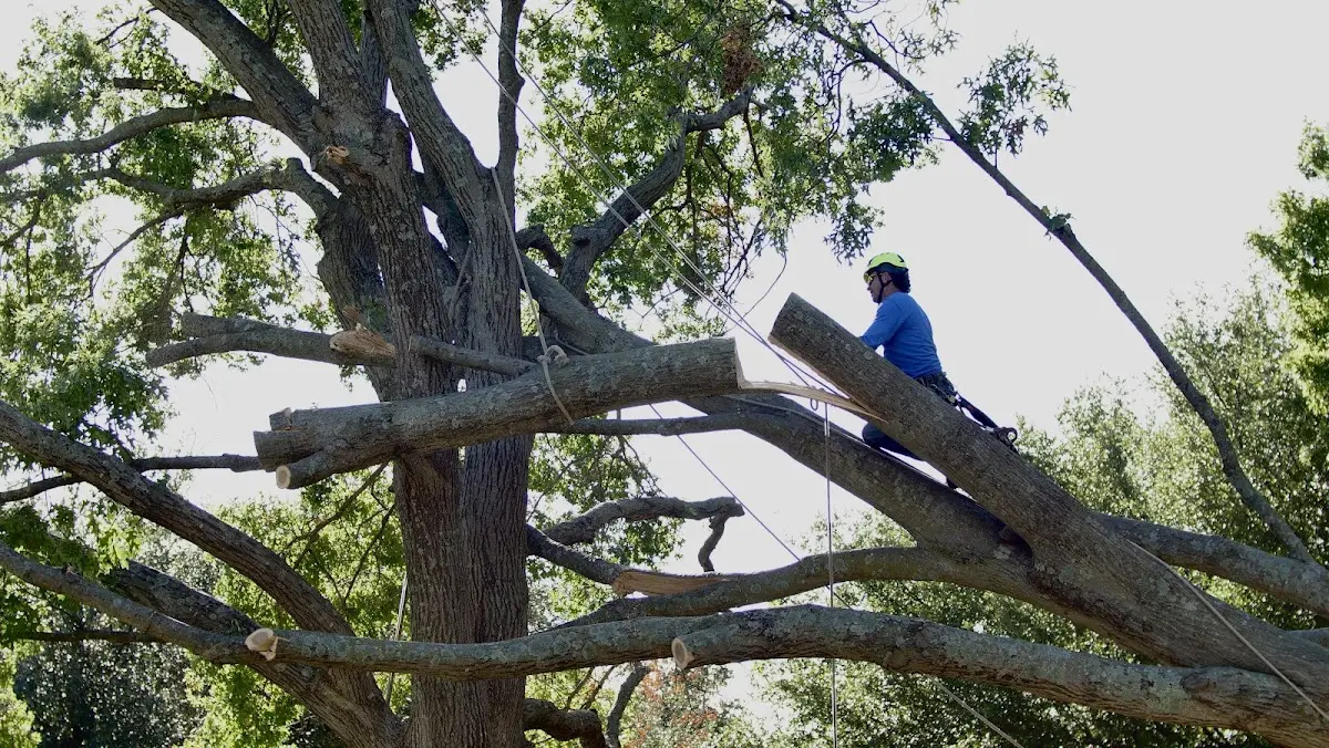 Professional Hazardous Tree Removal performed by certified arborists in Purmela