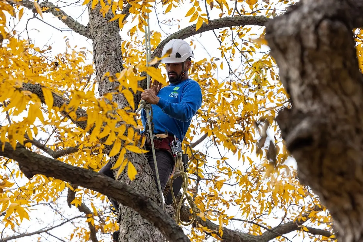 Skilled Tree Transplanting crew working in Purmela